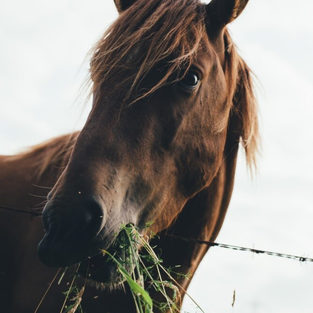 Je paard hooi voeren of laten grazen in de wei? | Nieuws | Hay to You