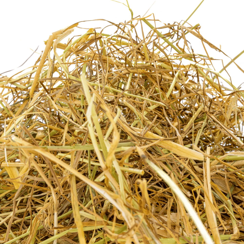 Grassamenheu